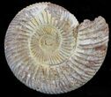 2 1/2" Perisphinctes Ammonites Fossils - Madagascar - Photo 2